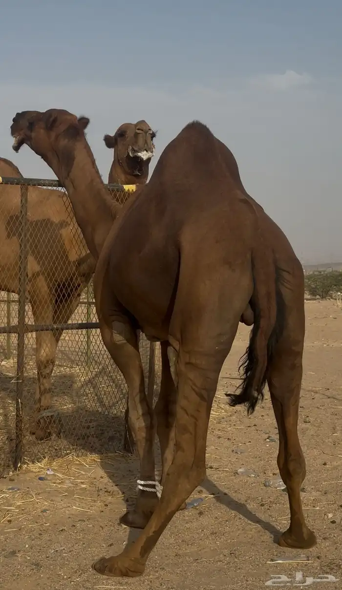 بعير ساحلي حمر ادهم رباع 0