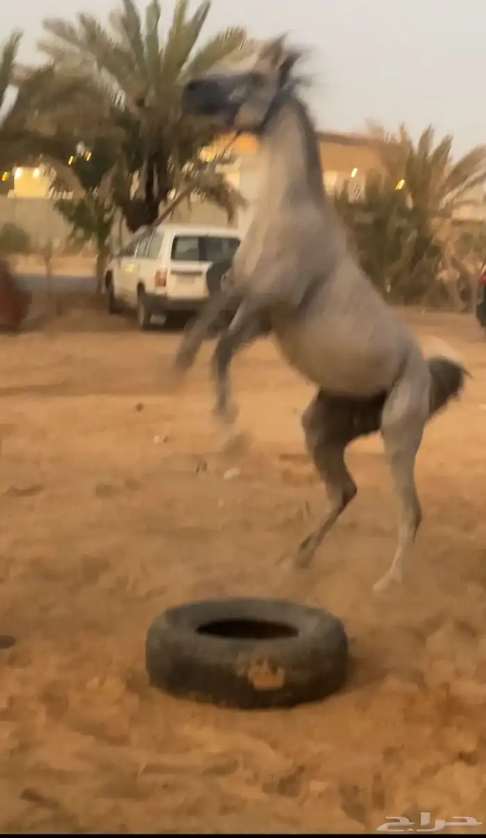 حصان جزائري لبيع البيع انه قصير ولا فحل فحل بركوب طرب 3