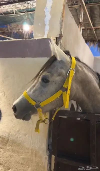 خيل index
