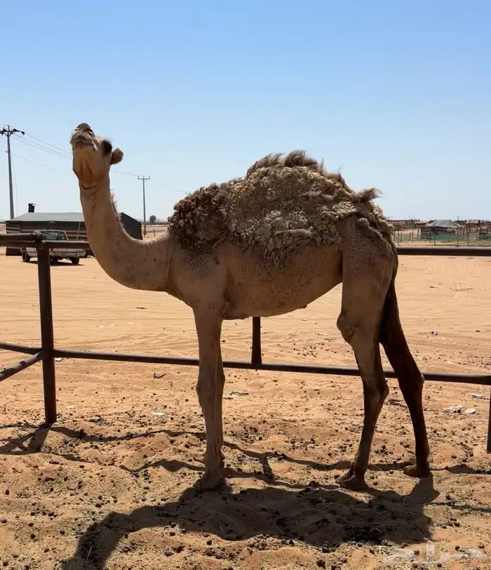 بكره شقحاء 2
