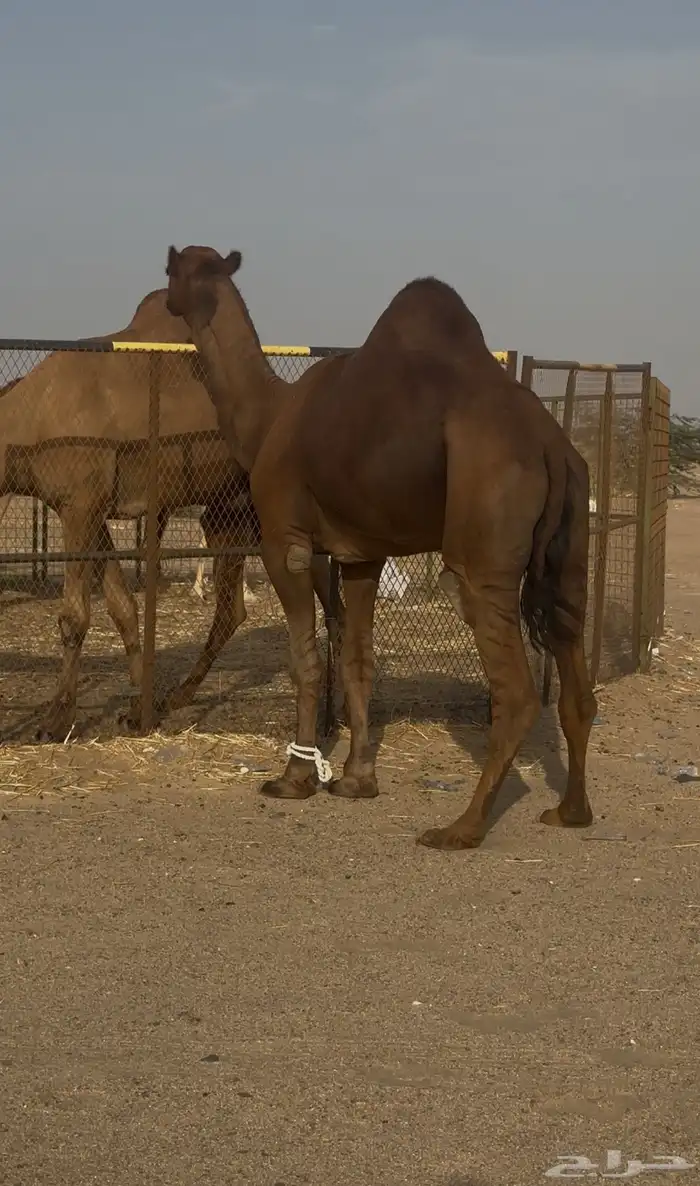 بعير ساحلي حمر ادهم رباع 2