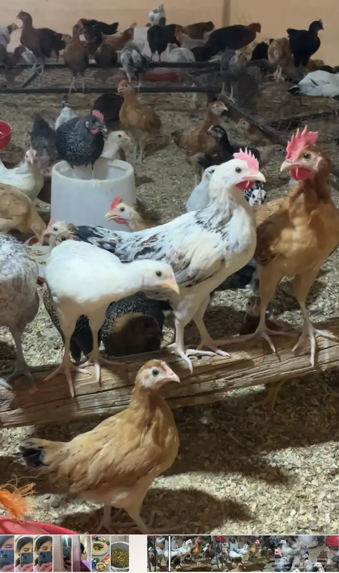 للبيع دجاج مشكل فيومي على بلدي العمر فوق الشهرين وسمان 3