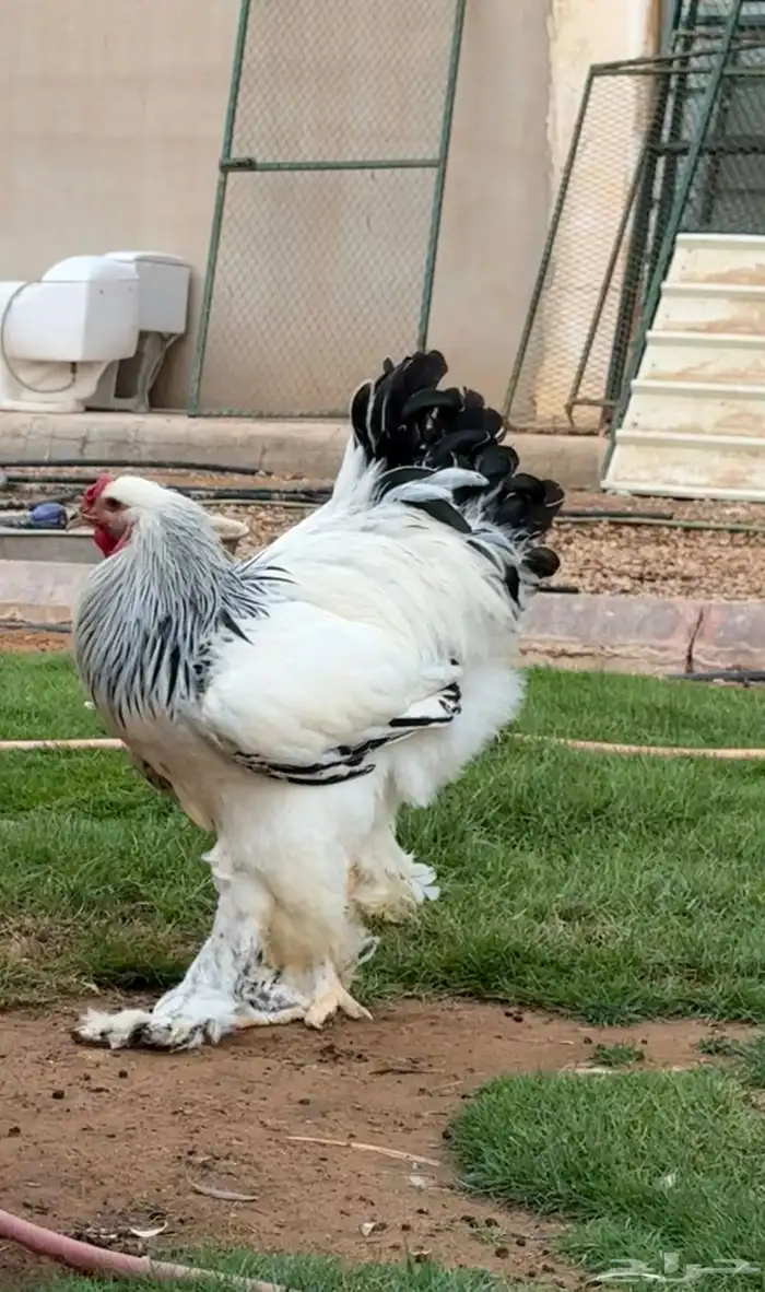 بيض براهما كولمبي كونك 0