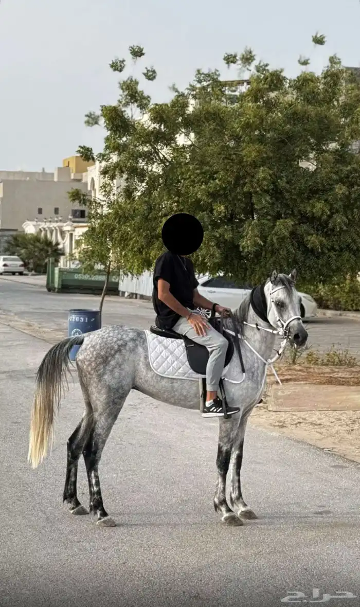 حصان مكس واهو 3