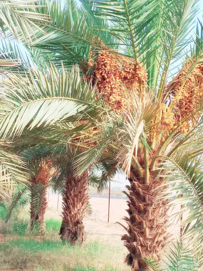 للبيع برني العلا فاخر index