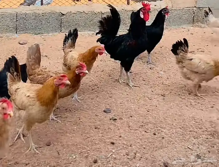 دجاج بلدي 0