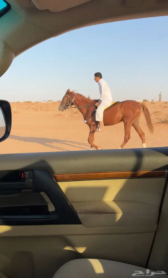 حصان للبيع 2
