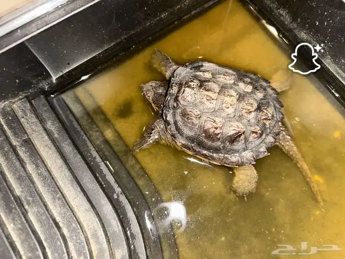 2 snapping turtles 1