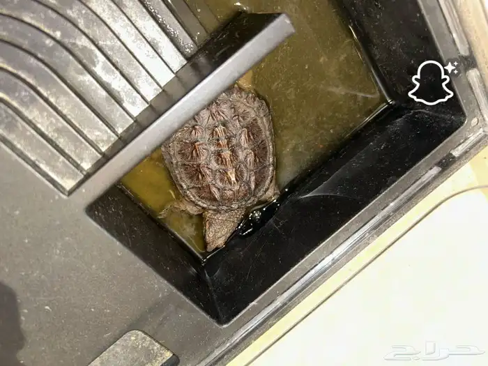 2 snapping turtles 2
