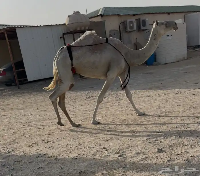 ضرايب 0