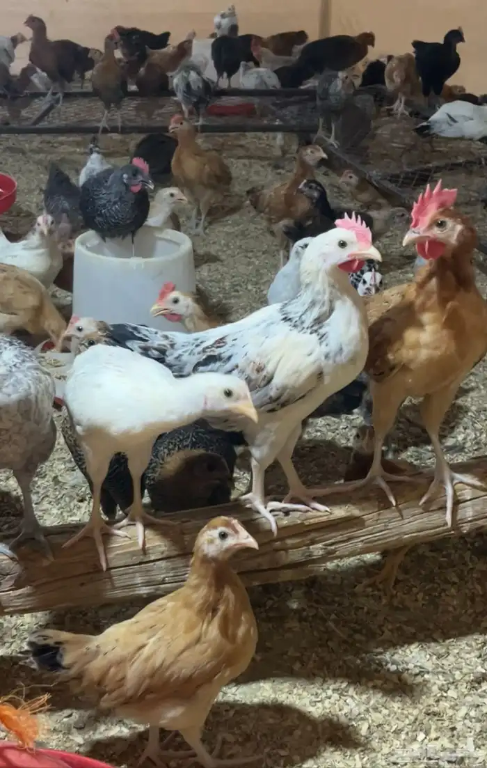 للبيع دجاج مشكل فيومي على بلدي العمر فوق الشهرين وسمان 5