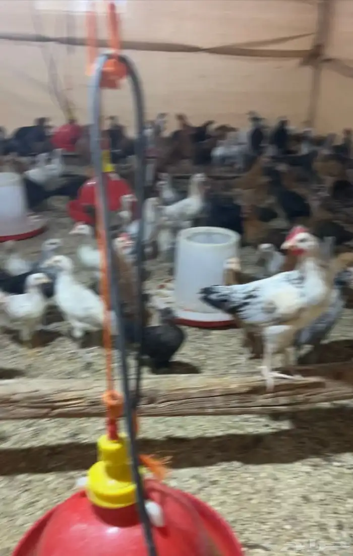 للبيع دجاج مشكل فيومي على بلدي العمر فوق الشهرين وسمان 2