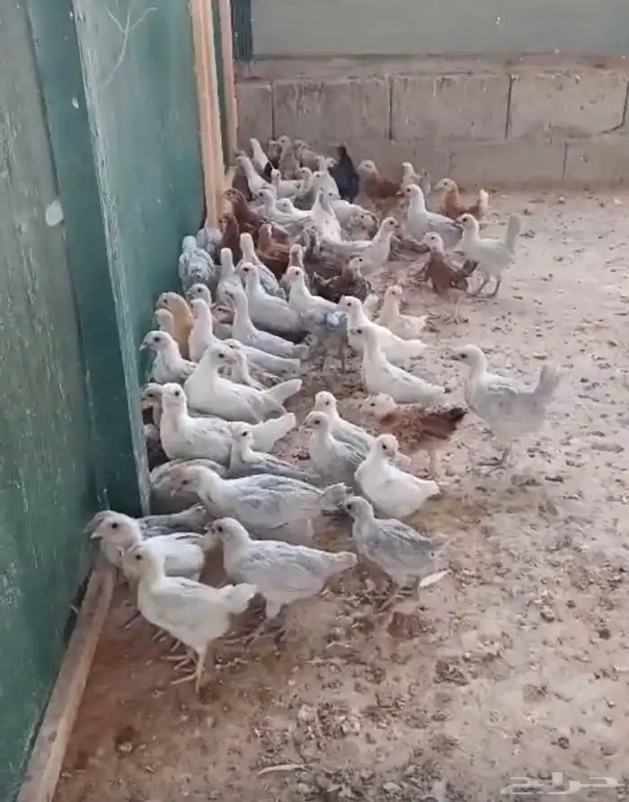 إعلان بيع صيصان دجاج 0