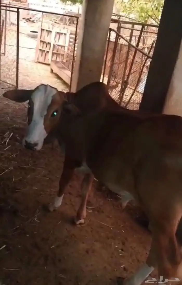 بقر 1