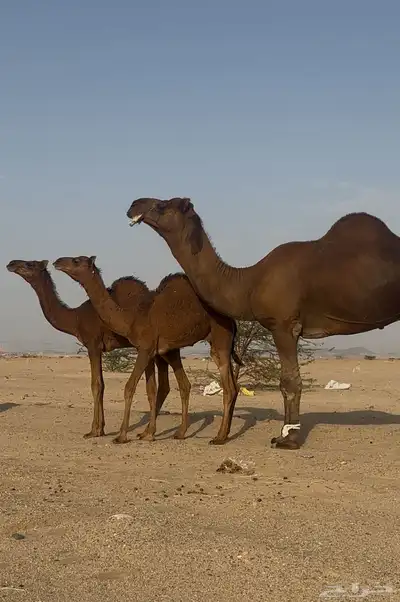 بعير ساحلي حمر ادهم رباع index
