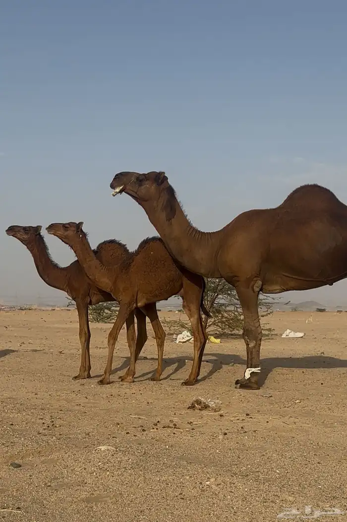 بعير ساحلي حمر ادهم رباع 4