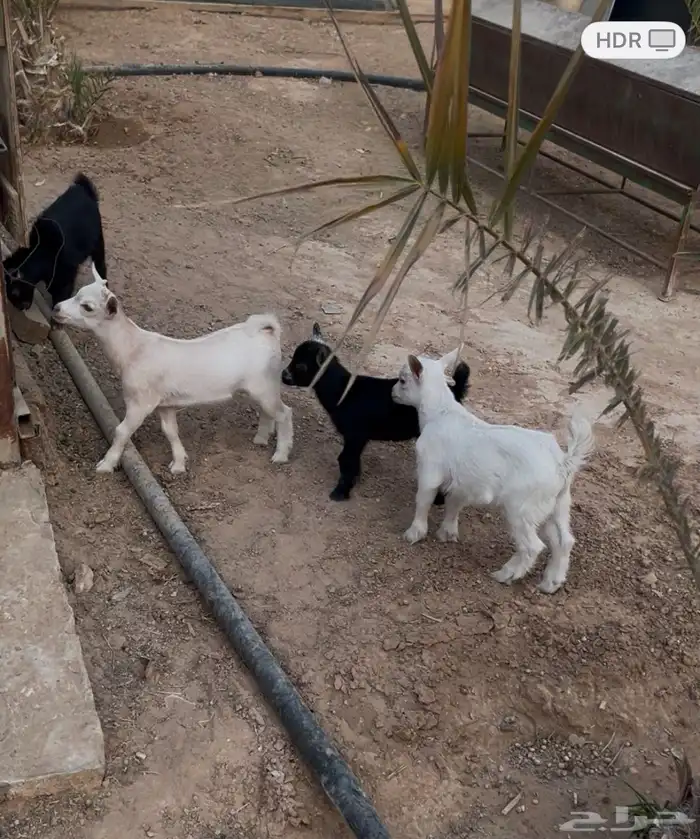 ماعز قزمي 4