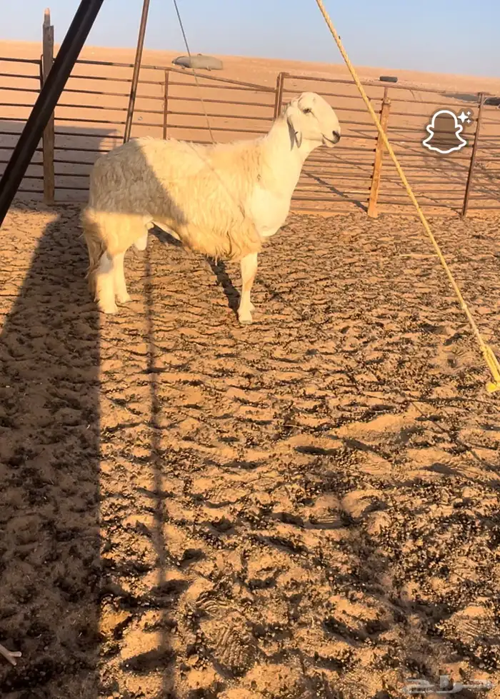 فحل حري حرش 2