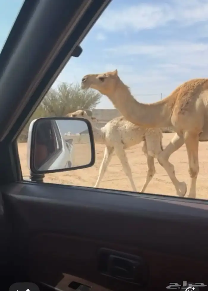 ناقه عشرا كفو طيبه ضروبه بنتها برا البيعه 0