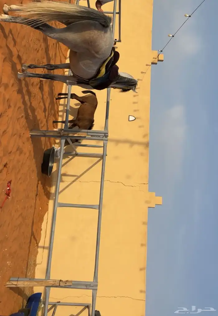 ايوا خيل اسطبل 0