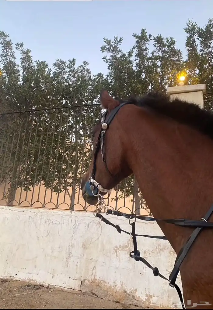 فرس شعبيه شيخه 3