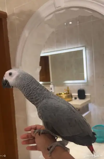 فرخ كاسكو اليف وهدد وطفره 0
