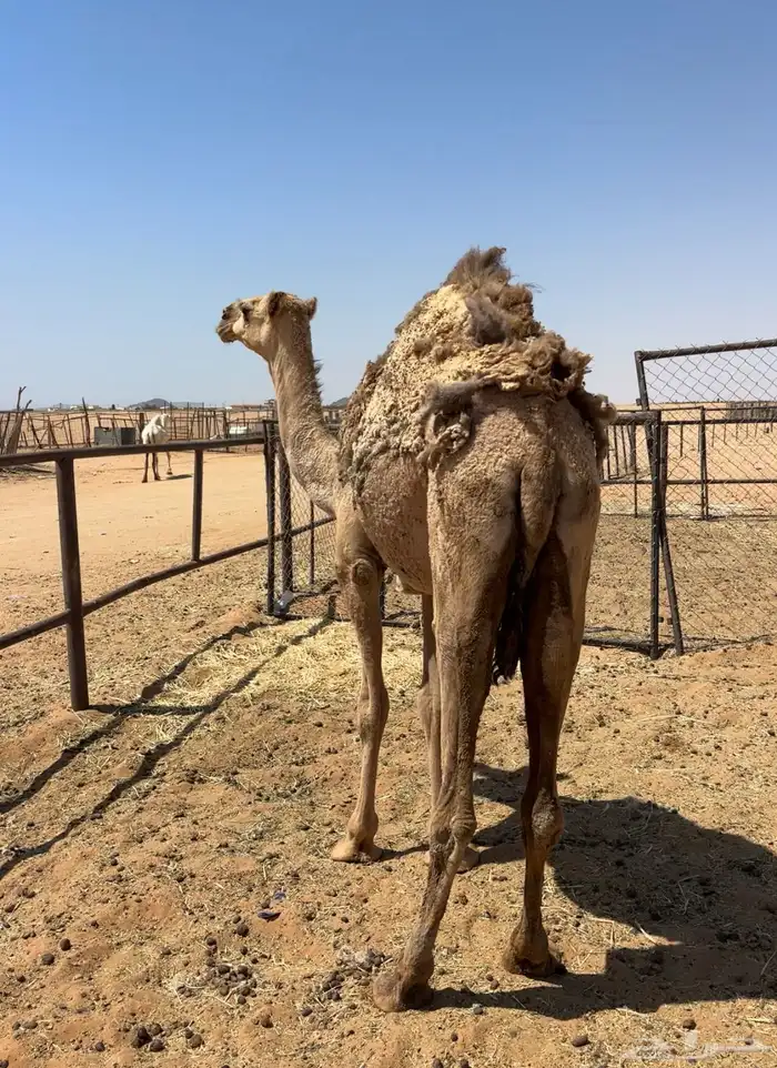 بكره شقحاء 0
