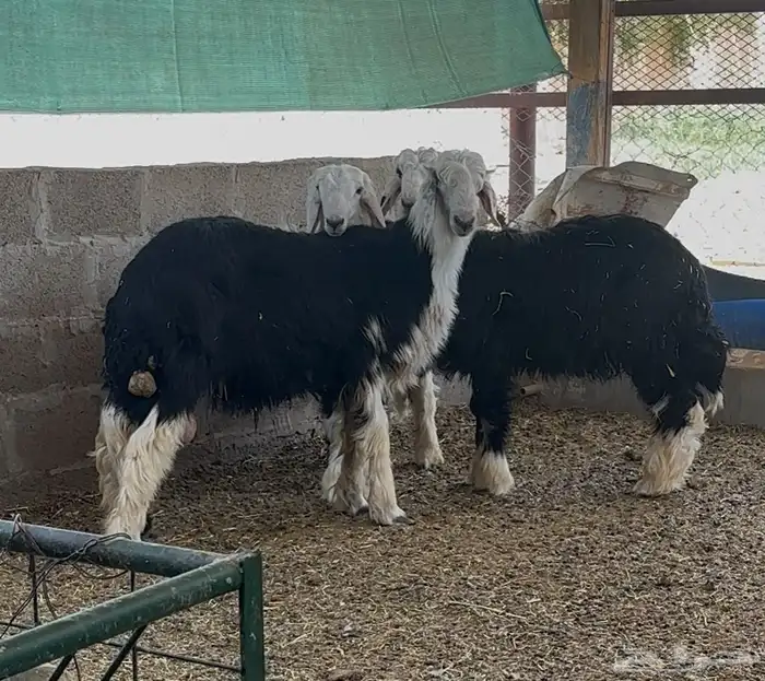 طليان نجد جذعان 1