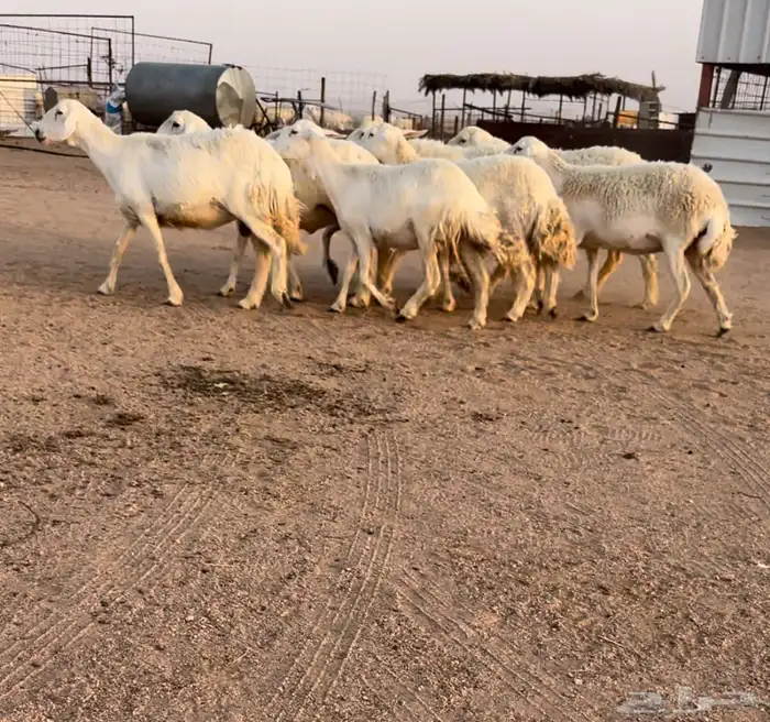 للبيع حريات دفيع كشف سونار منوة القناي 0