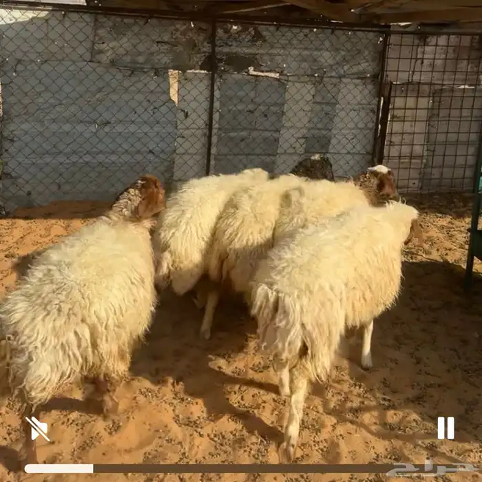 رخال نعيم 0