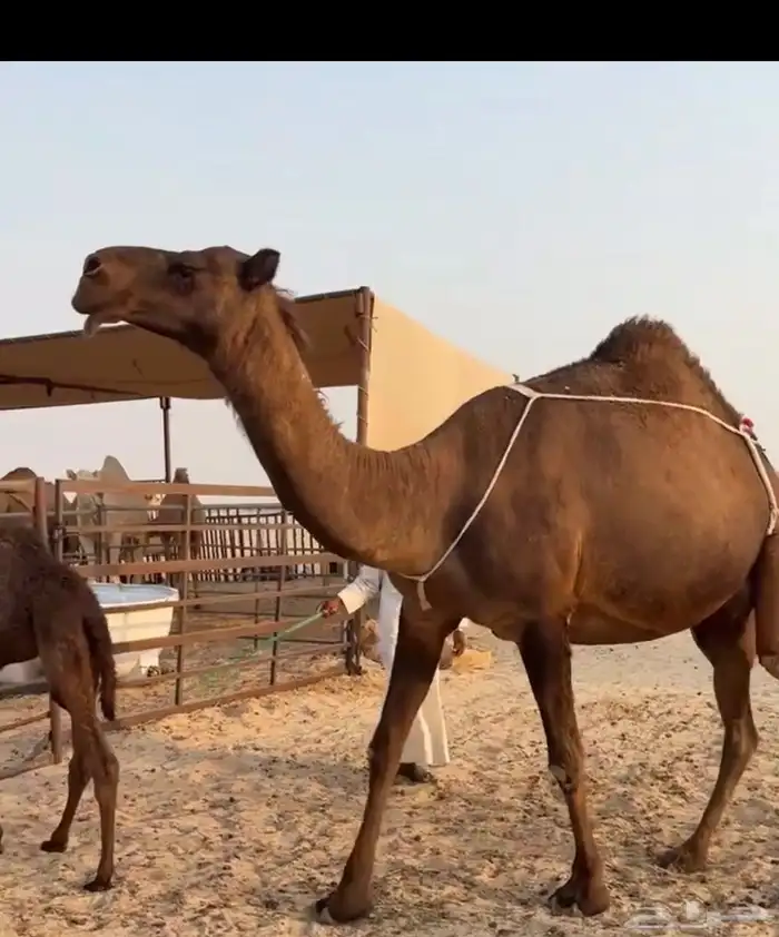 خلفه صفرا حدرها بكره 0