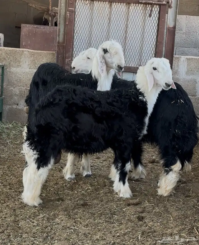 طليان نجد جذعان 2