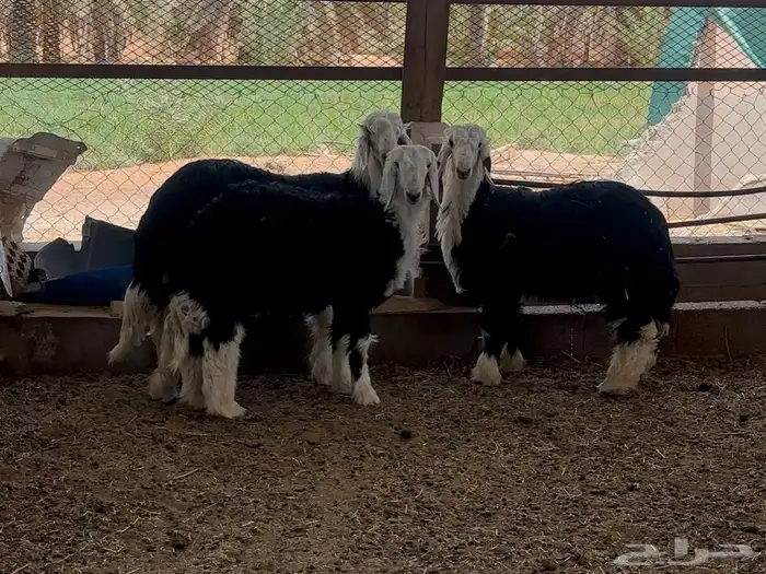 طليان نجد جذعان 0
