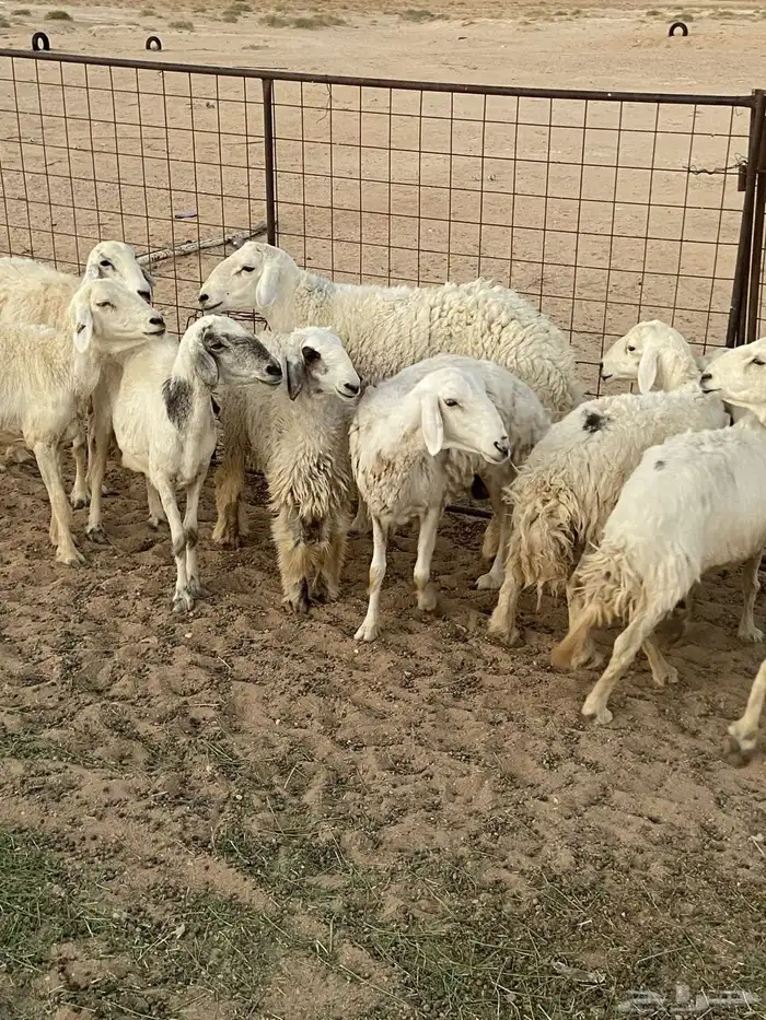 حريات عدد 9 روس بفحلها 2