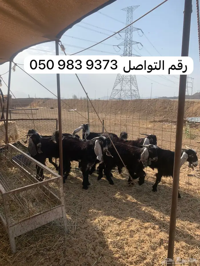 غانم للبيع 0