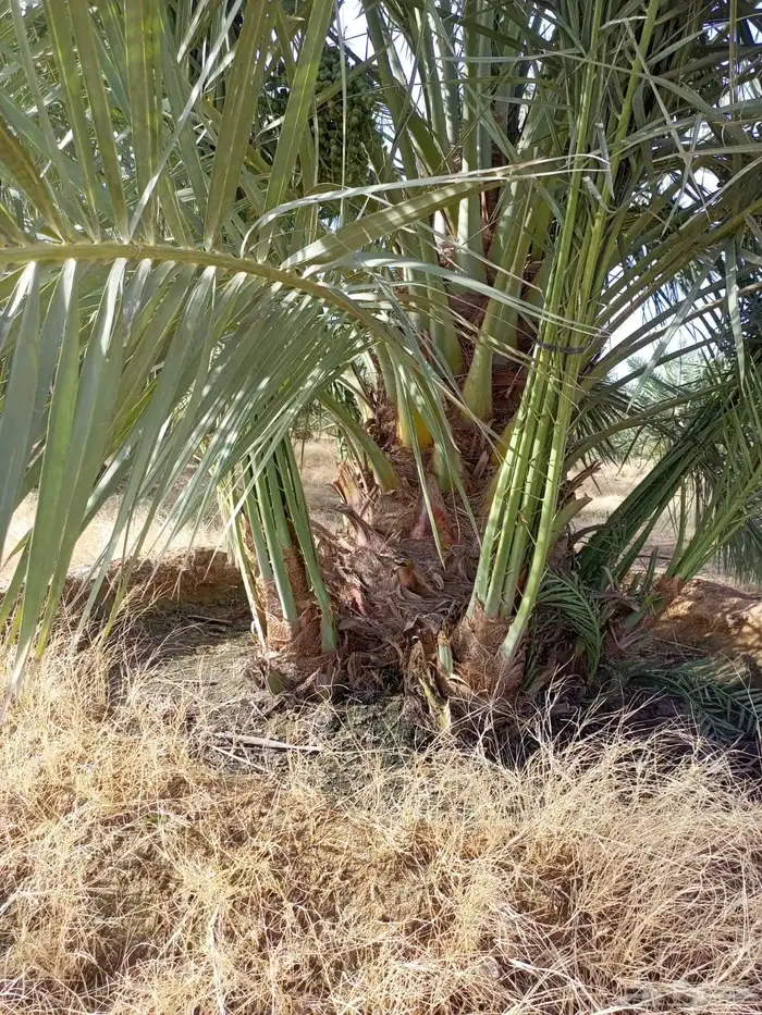 فسائل نخل للبيع جميع الأنواع في المملكة العربية السعودية 2