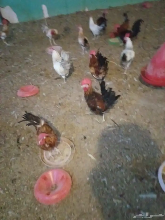 ديوك بلدي فواتح 0