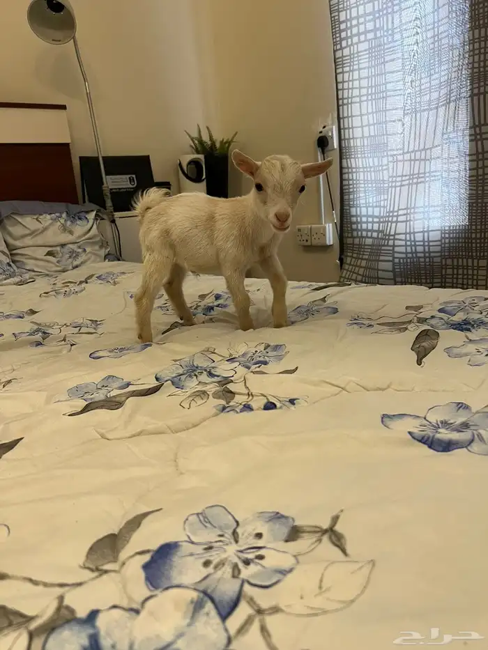 ماعز قزم فاخر 6