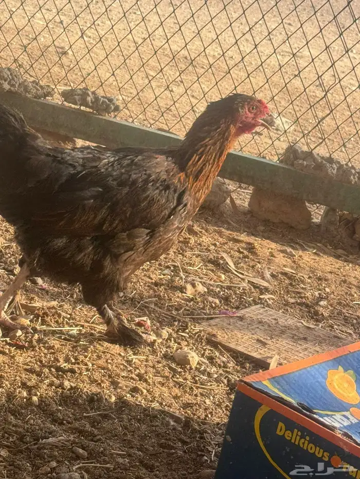 دجاجا للبيع ليجيبوا اصمل 4