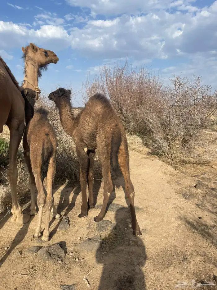 للبيع بكره ع حليب فل شحم 1