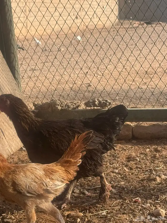 دجاجا للبيع ليجيبوا اصمل 5