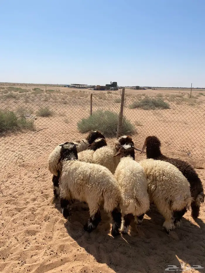 بهم نعيم تم البيع 0