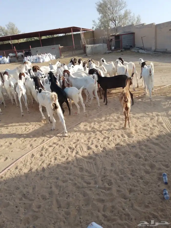 ماعز هولندي 4