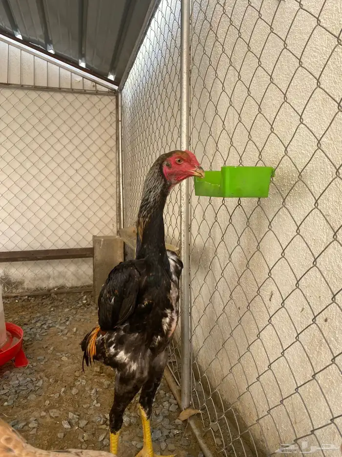 دجاج (تم البيع) 2