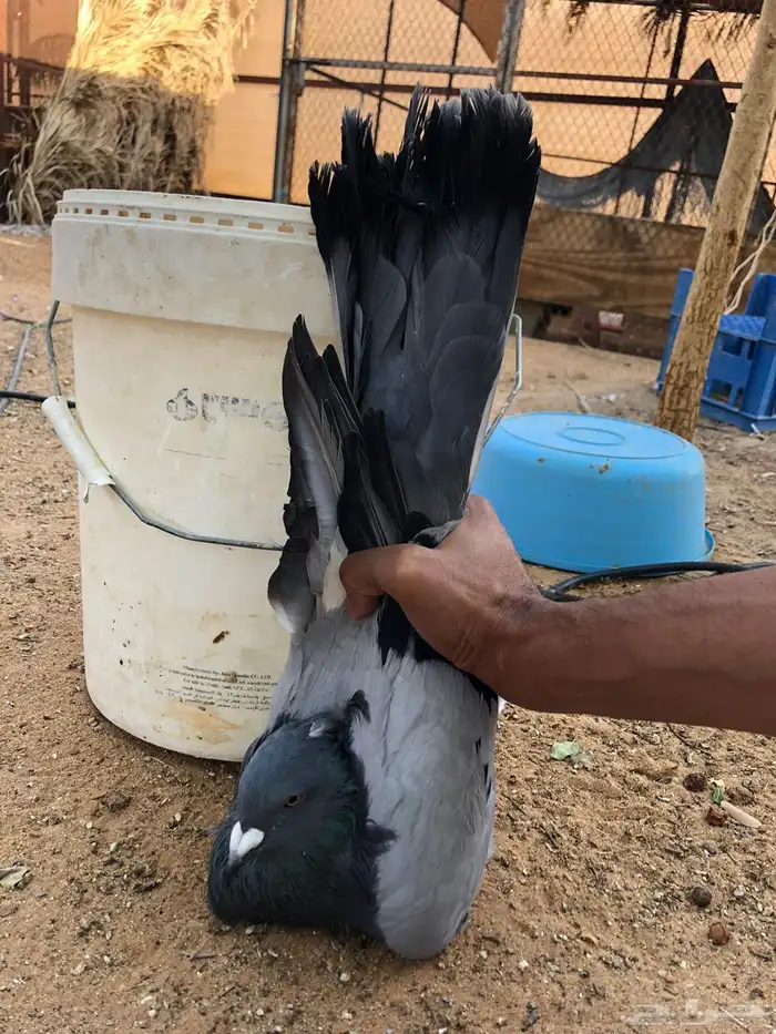 حمام زينه 3