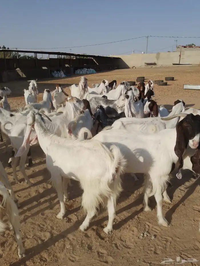 ماعز هولندي 1