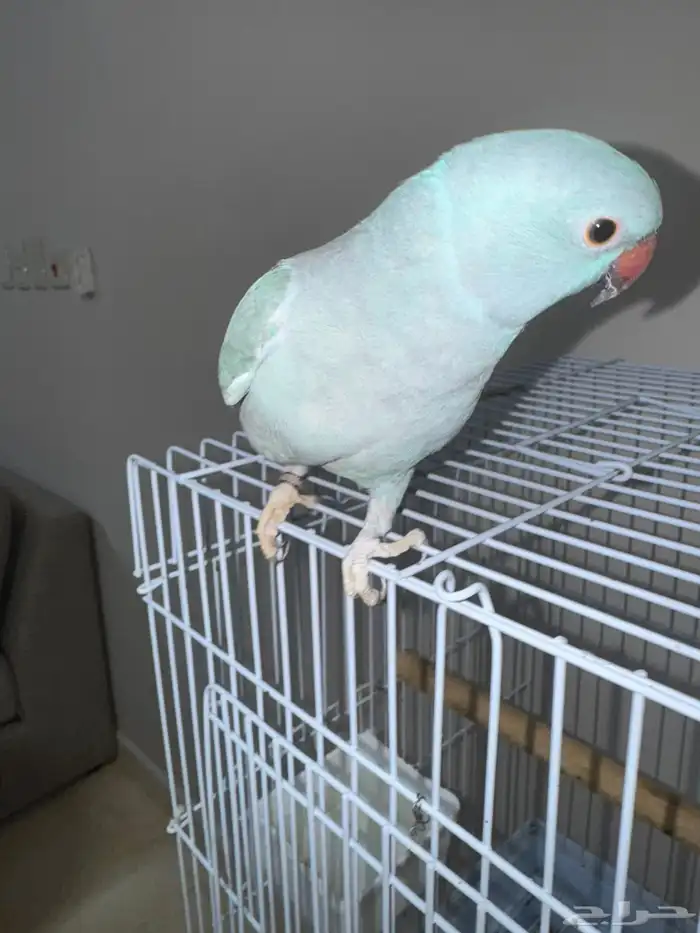 ببغاء الدره 2