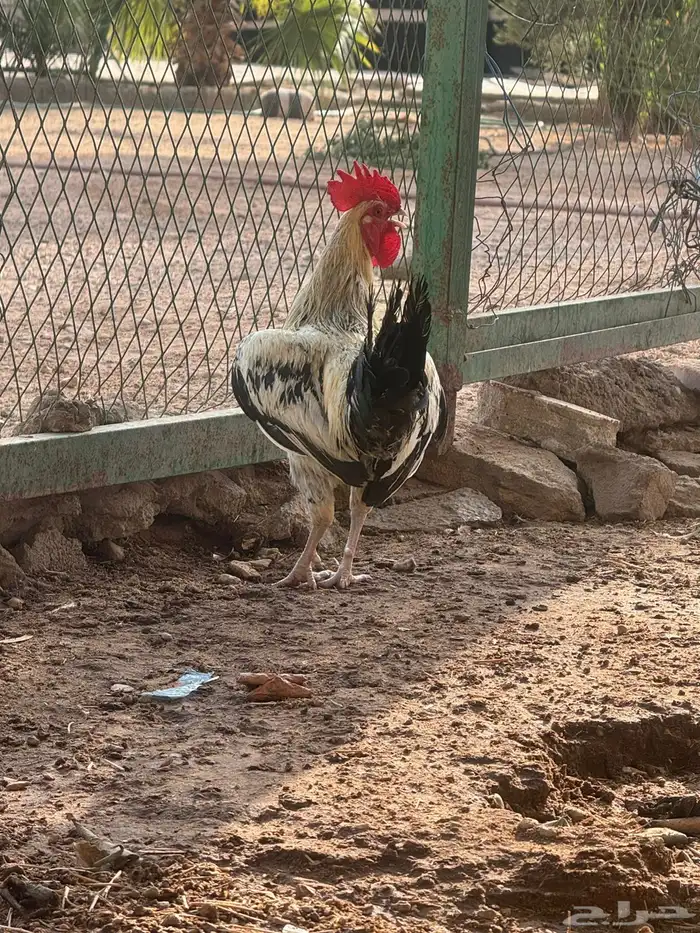 دجاجا للبيع ليجيبوا اصمل 2
