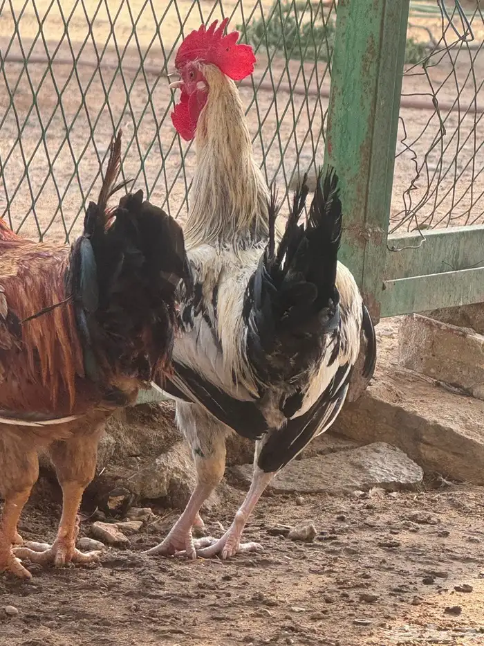 دجاجا للبيع ليجيبوا اصمل 8