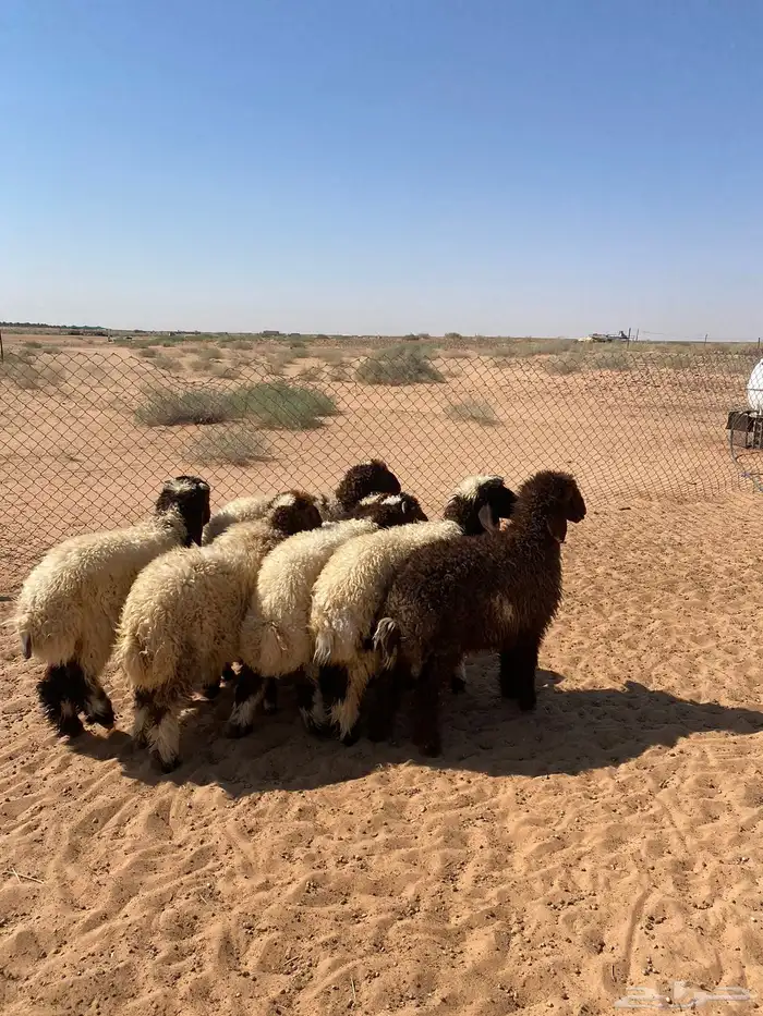 بهم نعيم تم البيع 1